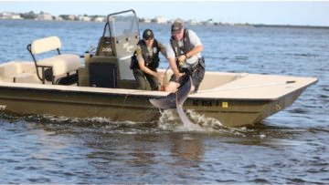 Anna Barbosa, left, and Bruce Crostic work together to pull up fishing gear entangled with a bottlenose dolphin near Pirate’s Cove last week. Seconds after this photo was taken, Crostic cut the line setting the marine mammal free. (Karen Clark)