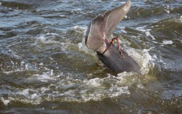 Crab pot line was tangled around this bottlenose dolphin’s tail and in turn, the trailing crab pot had picked up two other pots. A team of responders worked together to free the marine mammal. (Karen Clark, NCWRC)