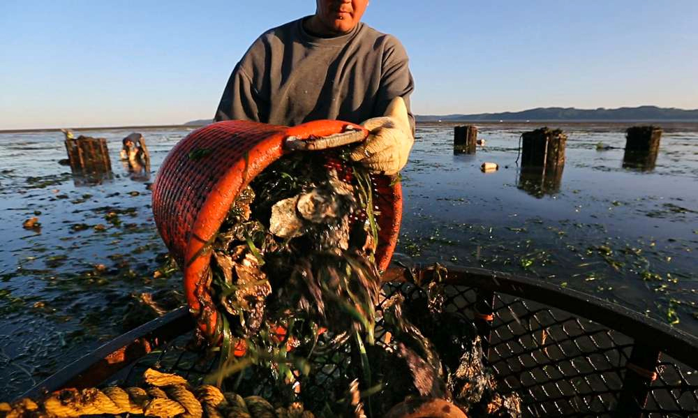 Oysters making a comeback.