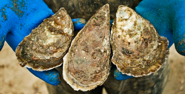 NC Oysters ready for shucking. (North Carolina Oyster Blueprint)