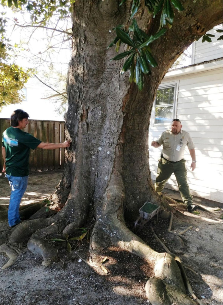 State officials look at what could be the new North Carolina record holder for size and age in magnolia trees. Photo Virginian Pilot