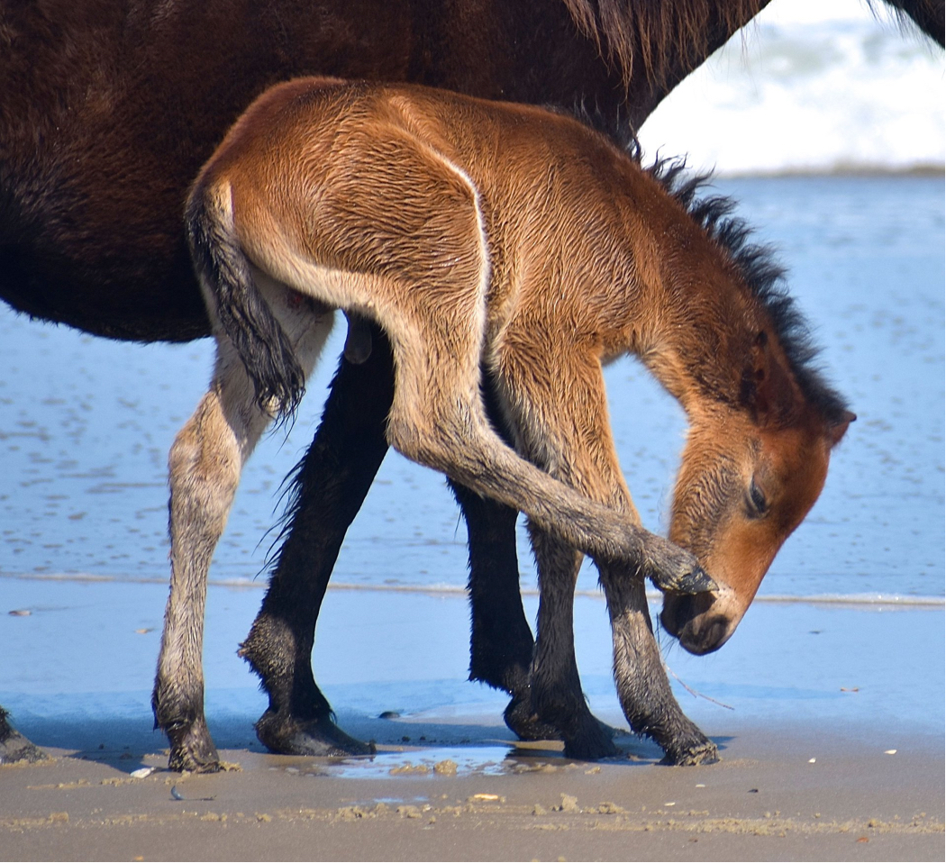 It's a boy according to the Corolla Wild Horse Fund Facebook Page. Photo, Corolla Wild Horse Fund