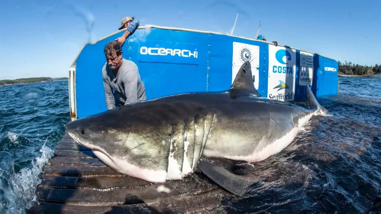 Hal the Great White Shark being tagged off Nova Scotia. Photo, OCREARCH