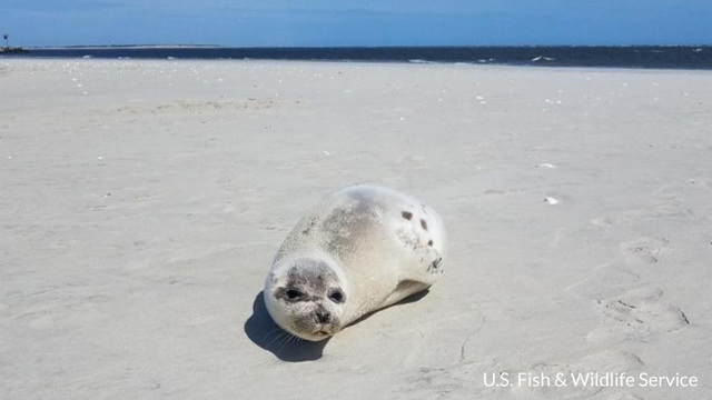 Harp seal pup photographed at Pea Island. Photo, US Fish & Wildlife.