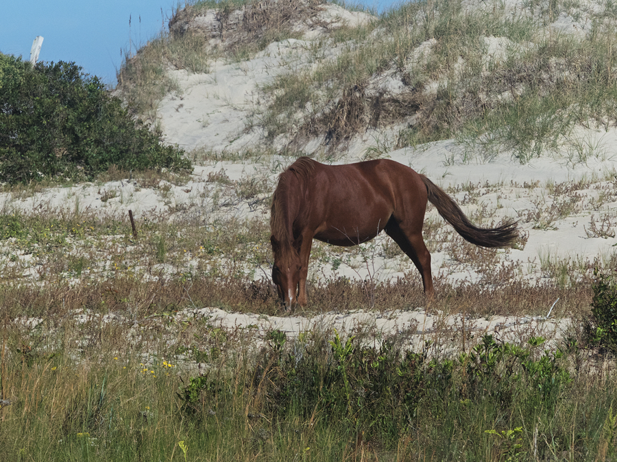 A wild mustang grazes on dune grass in Carova. The horses are direct descendents of the mustangs of the Spanish Conquistadores.
