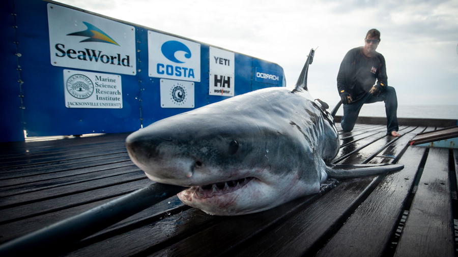 OCEARCH scientist tagging a great white shark off Nova Scotia.