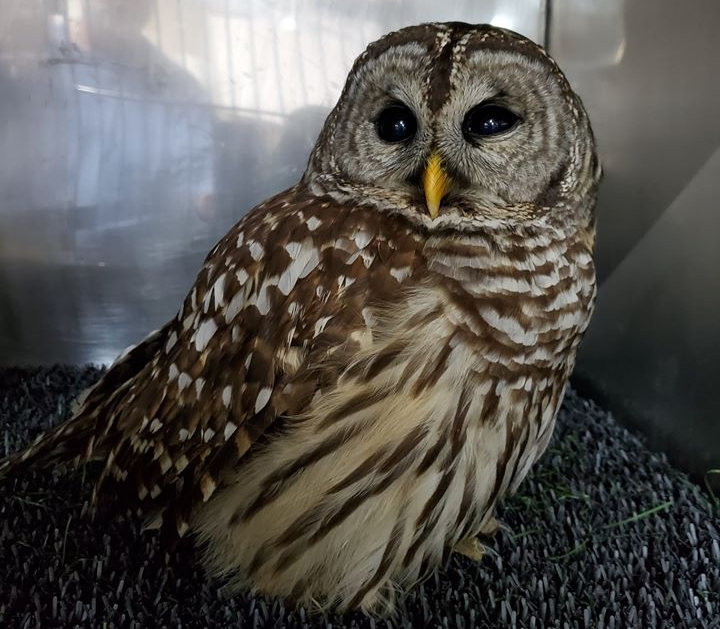Barred owl being rehabilitated at Hatteras Island Wildlife Rehabilitation after taking a ride in a car's grill.