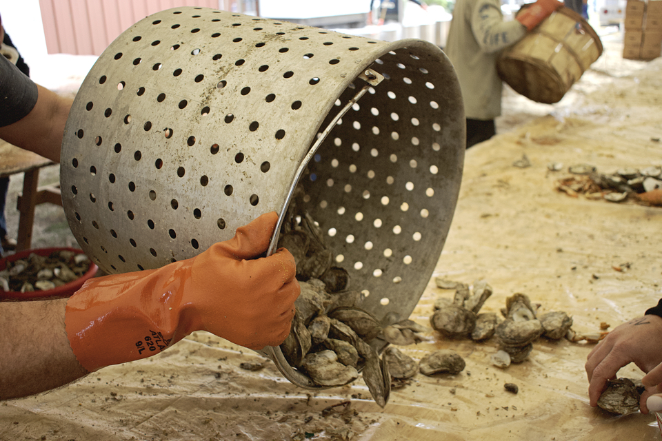 Freshly steamed oysters and more were the theme of the day at the Big Curri-Shuck on Saturday.