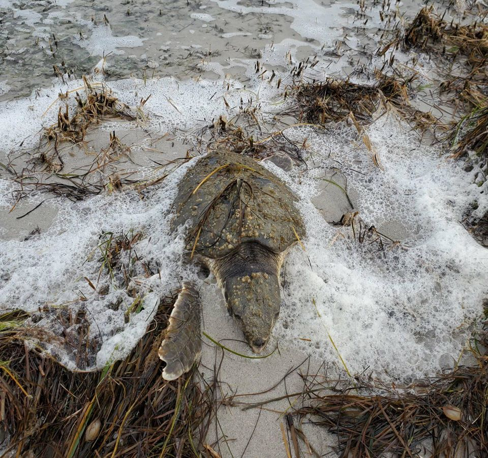 A cold stunned turtle waits for help in the Hatteras Island surf. Photo, Hatteras Island Wildlife Rehabilitation