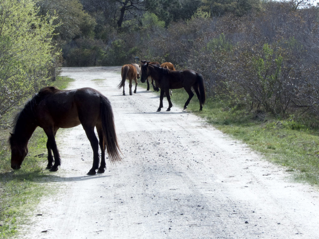 Mustangs  of the Corolla Wild Horse herd grazing in Carova, where there are supposed to be.