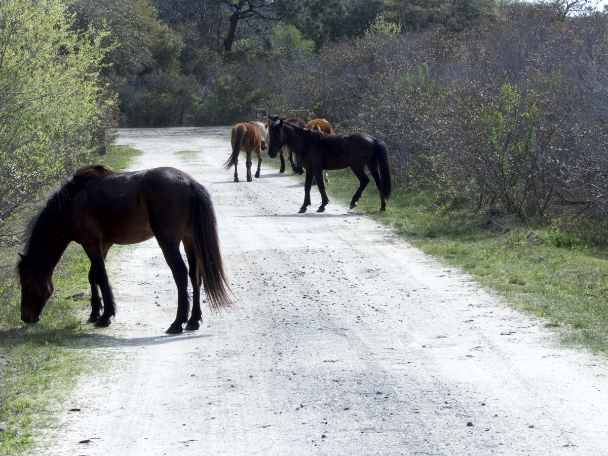 Mustangs of the Corolla Wild Horse herd grazing in Carova, where there are supposed to be.