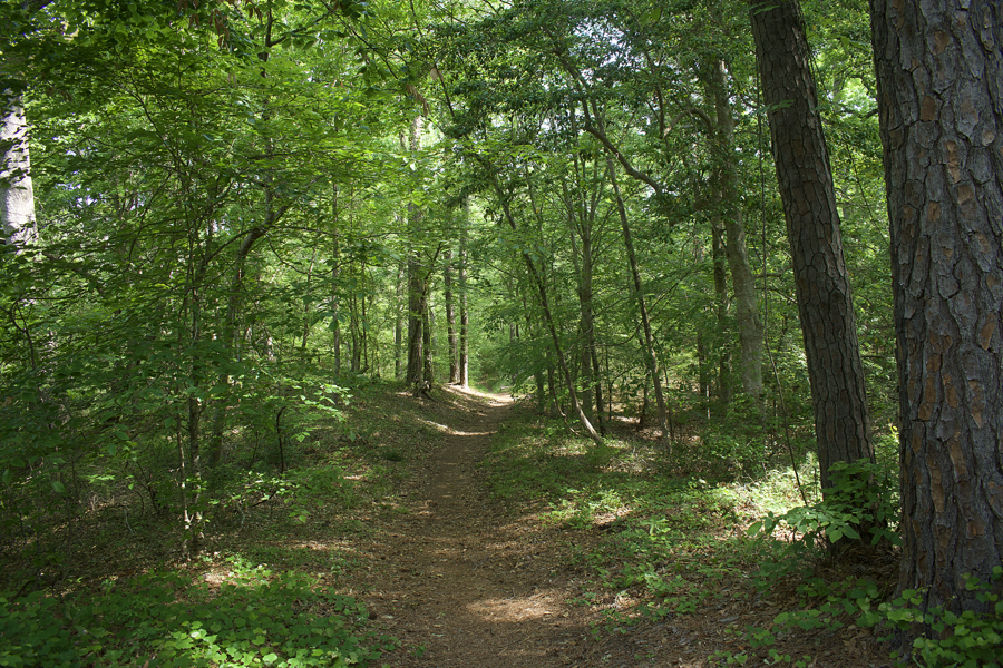 The Barlowe trail through Kitty Hawk Woods.
