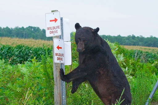 Black bear in Alligator River National Wildlife Refuge