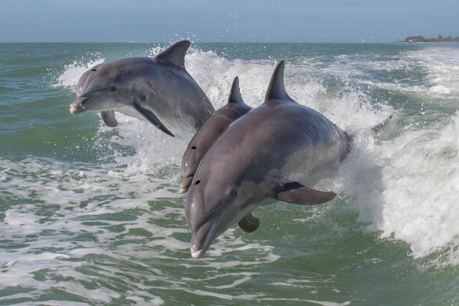 Dolphins in the surf.
