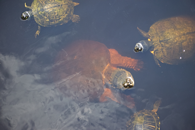 A snapping turtle at ease in Sandy Run Park surrounded by yellow-bellied sliders.