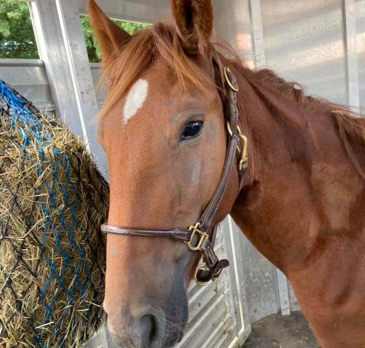 Riptide getting use to his new life. Photo, Corolla Wild Horse Fund.