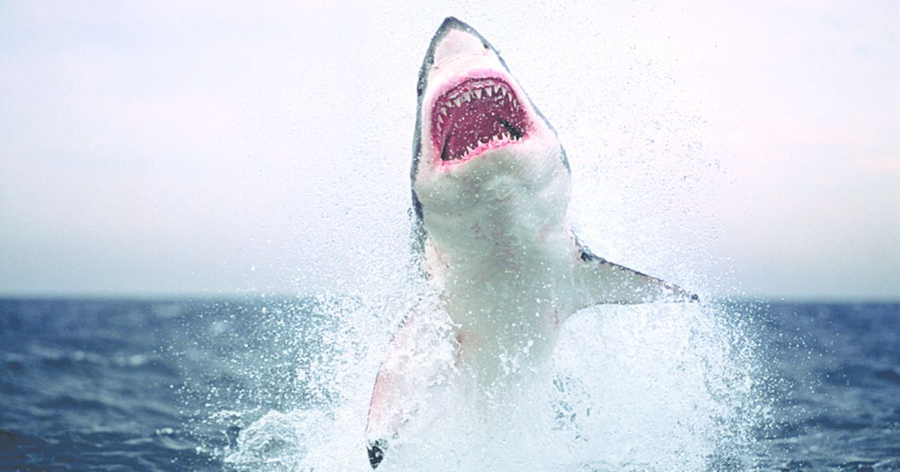 The Great White Shark, apex predatory of the oceans.