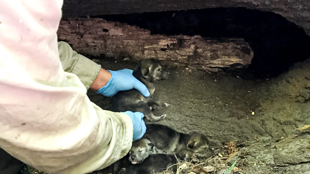 Red wolf pups from the Akron Zoo are placed into a wild den for fostering. Photo: USFWS